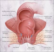 Hemorrhoids Diagnosis And Treatment Options American