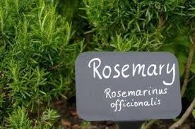 We offer fresh flowers for any occasion. Latin Plant Names Why Do We Use Latin Names For Plants