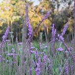 Nature; Medicine for the Mind