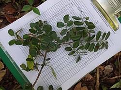 Image result for Dalbergia acutifoliolata