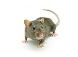 Kalau diikutkan, banyak lagi petua halau tikus yang ada. 16 Petua Halau Tikus Paling Berkesan Tips Cara Mudah