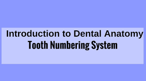 In the original system, children's 20 primary teeth are numbered in the same order (from 1 to 20), except that a small letter d follows each number to indicate deciduous (primary) teeth. Tooth Numbering System Universal System Zsigmondy Palmer System Fdi Two Digit System Youtube