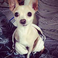 Listen To The Music Chihuahua Bulldog Chiwawa