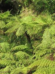 Image result for Cyathea capensis