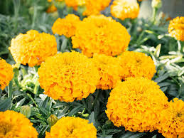 In turn, ants help aphids to get on top of the plant from the ground. Get Rid Of Aphids Naturally With These 9 No Fail Solutions Garden Betty