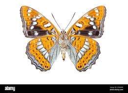 Image result for Limenitis populi