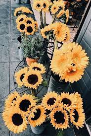 Sunflower Flower Pretty Love Life Lifestyle Flowers Flowersgarden Flowershop Flowersphotography Sunflower Wallpaper Flower Wallpaper Flower Aesthetic