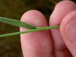Image result for Digitaria compressa