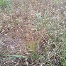 Image result for Sporobolus natalensis