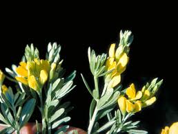 Image result for Genista