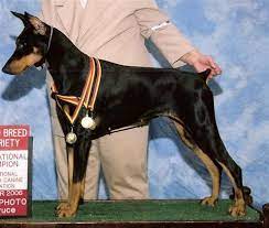 King Doberman Pinscher Dobermann Pinscher Doberman Pinscher Doberman Breeders