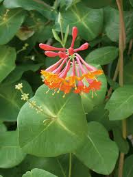 Image result for Lonicera