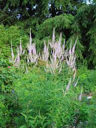 Riesenauswahl an produkten für zuhause. Veronicastrum Virginicum Lavendelturm Staudengartnerei Annemarie Eskuche