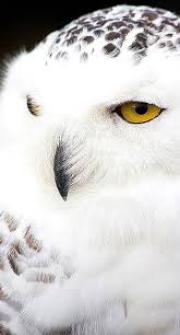 Llenc Blanc Owl Pet Birds Animals Beautiful