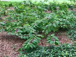 American Beautyberry A True American Native