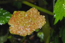 Image result for Lecanthus peduncularis