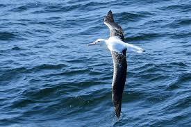 Following the albatross, sentinels of Antarctica - Swoop Antarctica Blog