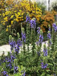 Image result for Lobelia thermalis