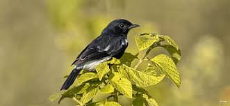 The black robin on rangatira island. Royalty Free Black Robin Photos Free Download Pxfuel