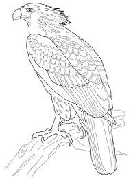 Philippine Eagle Coloring Page From Eagle Category Select From 26977 Printable Crafts Of Cartoons Bird Coloring Pages Philippine Eagle Animal Coloring Pages