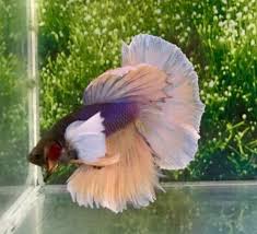 Blue Orange Male Dumbo Big Ears Halfmoon Betta Fish