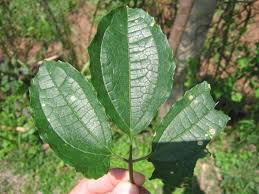 Image result for Telfairia occidentalis