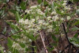 Image result for Clematis brachiata