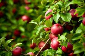 Based on frost dates and planting zones. Best Fruits To Grow In Texas North Texas Fruits Trees