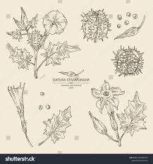 Image result for Datura stramonium
