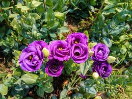 Image result for eustoma lisianthus in garden