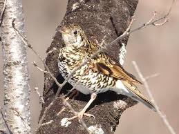 Image result for トラツグミ