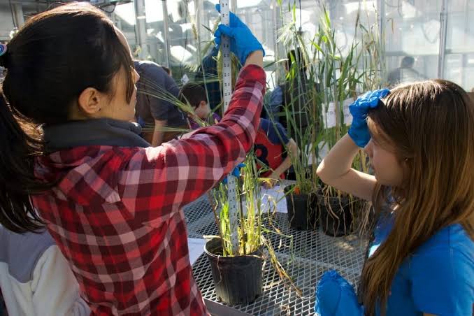 Barley experiment reveals plant science to fifth-graders – UW–Madison News