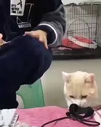 Cutest Baby Animals Videos Compilation Cutest Moment Of The Animals Babyanimals Smallest Cutest Baby A Sevimli Hayvan Yavrulari Hayvan Bebekler Kedi Esprileri
