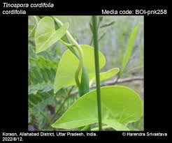 Image result for Tinospora fragosa