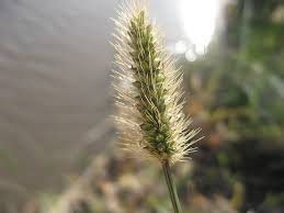 Image result for Setaria parviflora