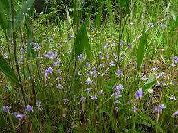 Image result for Lindernia monroi