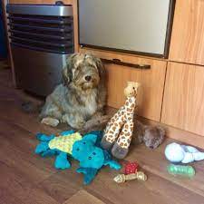 Check spelling or type a new query. 4 Month Old Havanese Puppy Off 70 Www Usushimd Com