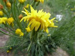 Image result for Pseudopodospermum hispanicum