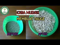 Cara membuat tauge/kecambah dengan mudah buat pemula. Cara Mudah Membuat Toge Kacang Hijau Sendiri Di Rumah Cara Membuat Kecambah Video Sportnk
