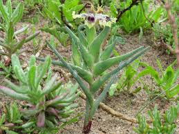 Image result for Ferraria glutinosa