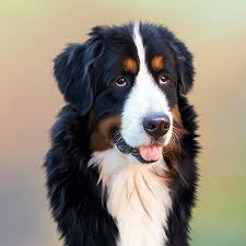 5d Diy Diamond Painting Embroidery Bernese Mountain Dog Image Cross Stitch Mosaic Needlework Decor Buy At A Low Prices On Joom E Commerce Platform