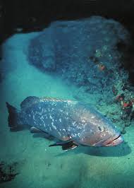 Image result for Verde Giannutri 2008 147