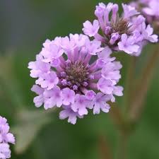 Image result for Nemesia lilacina