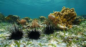 Binatang berupa pelik ini dipanggil scotoplanes atau dengan nama popularnya, babi laut. Enggak Sengaja Tertusuk Bulu Babi Ini Yang Harus Dilakukan