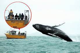 Check spelling or type a new query. Hilarious Picture Shows Humpback Whale Jumping From Sea As Watchers Look The Other Way Mirror Online
