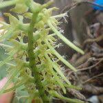 Image result for Tridactyle bicaudata