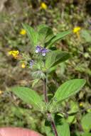 Image result for Tricliceras lanceolatum