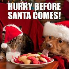 Happy Holidays Funny Christmas Pictures Christmas Animals Pet Holiday