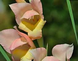 Image result for Gladiolus dalenii