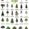 The average mugo pine will reach a height of around 15 to 20 feet, however, there are dwarf varieties of mugo that will only reach 4 feet in height. 1